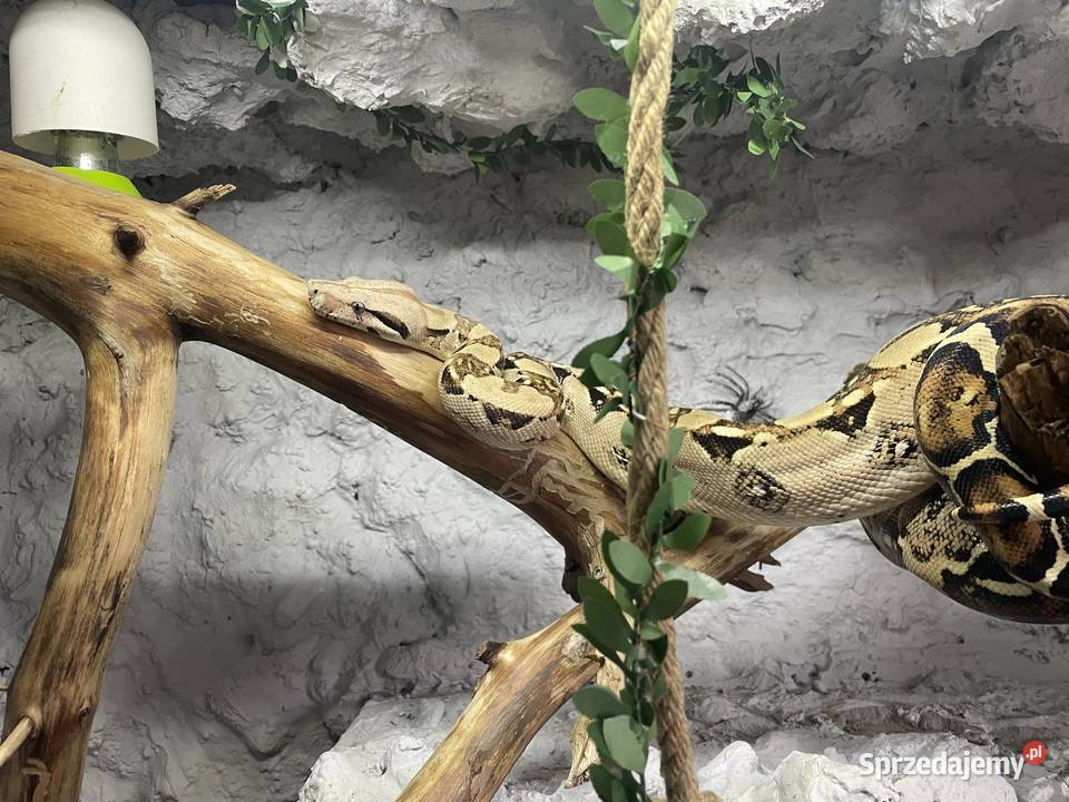 Samiec Boa imperator Gady i płazy Dębno