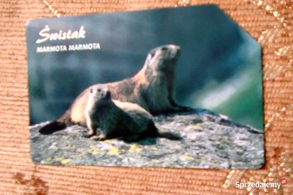 ŚWISTAK MIESZKANIEC TATRZAŃSKICH HAL lubelskie Piszczac sprzedam