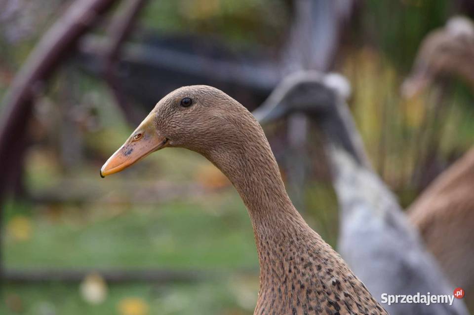 Jaja lęgowe kaczek mix Łochów