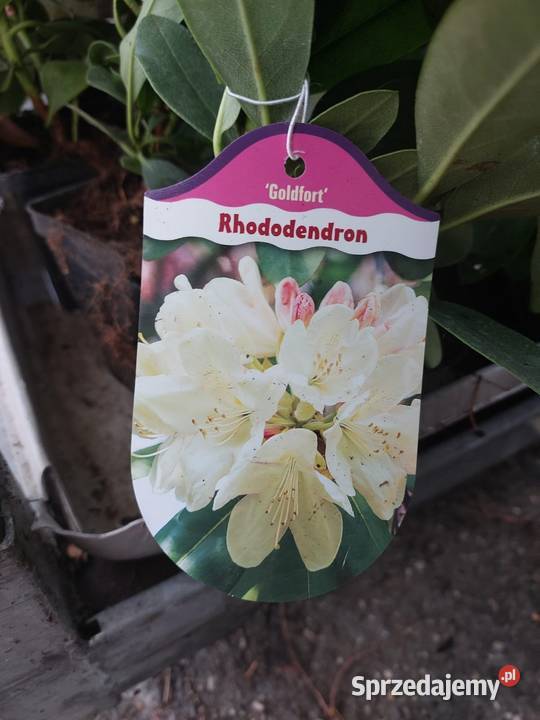 Rododendron Rododendrony 10 MIX PROMOCJA zachodniopomorskie Kamień Pomorski