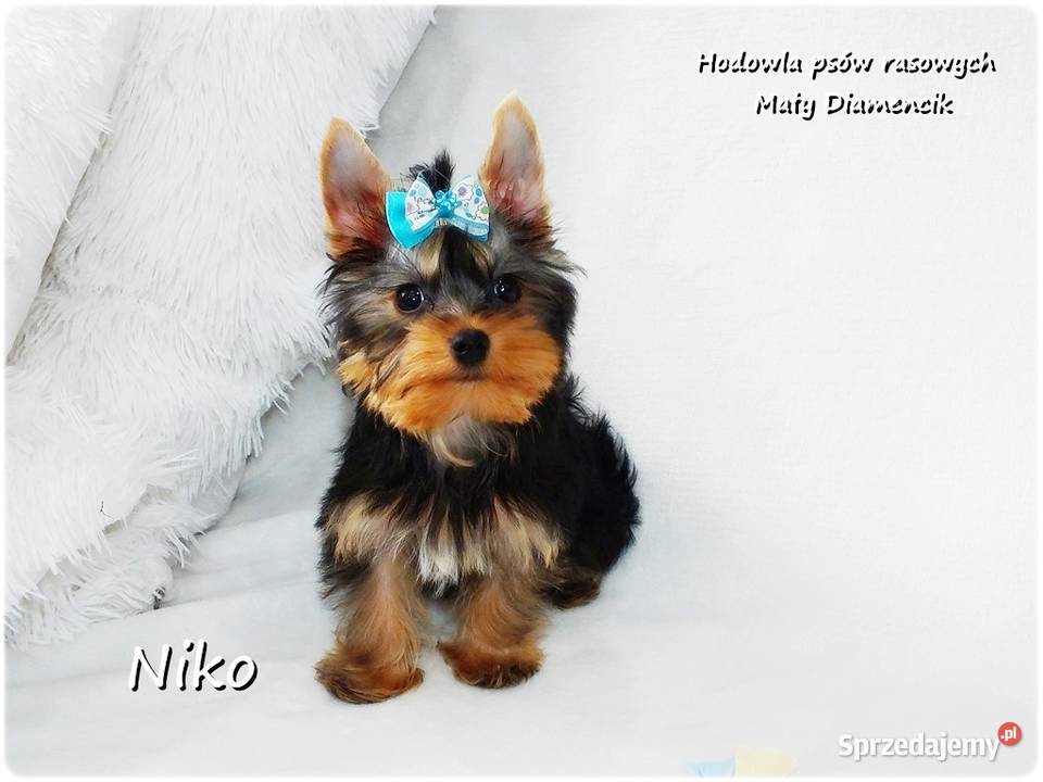 Yorkshire Terrier Malutki Mini Piesek NIKO z Żary