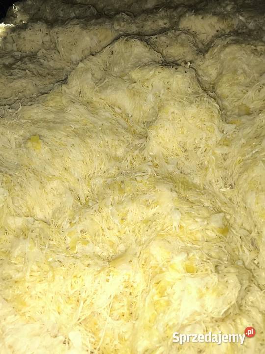 Kapusta kiszona małopolskie