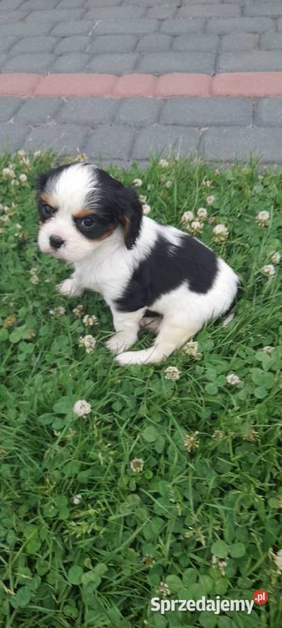 Suczka Cavalier king charles spaniel tricolor Kielce