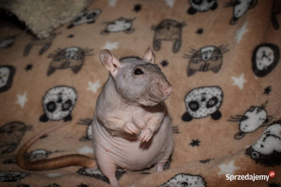 Szczurki szczur szczury fuzz Wrocław