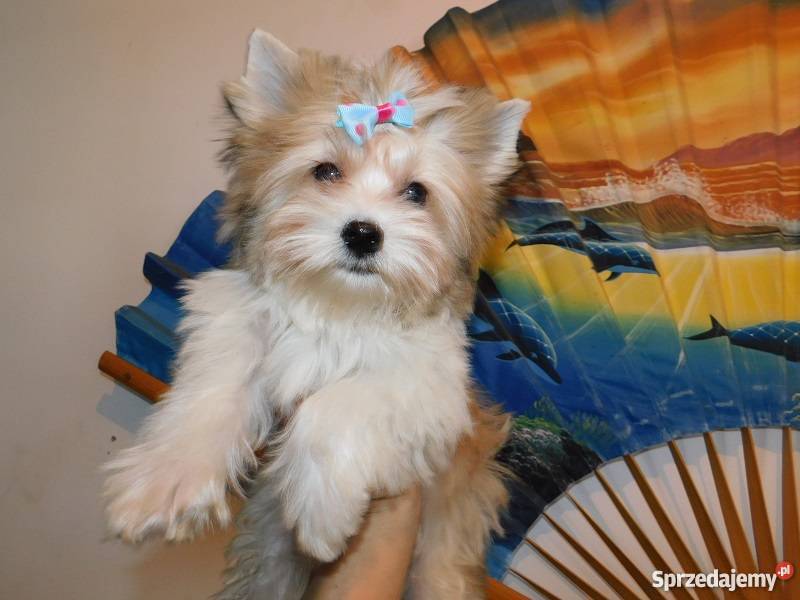 biewer yorkshire terrier golddust piesek małopolskie Kraków