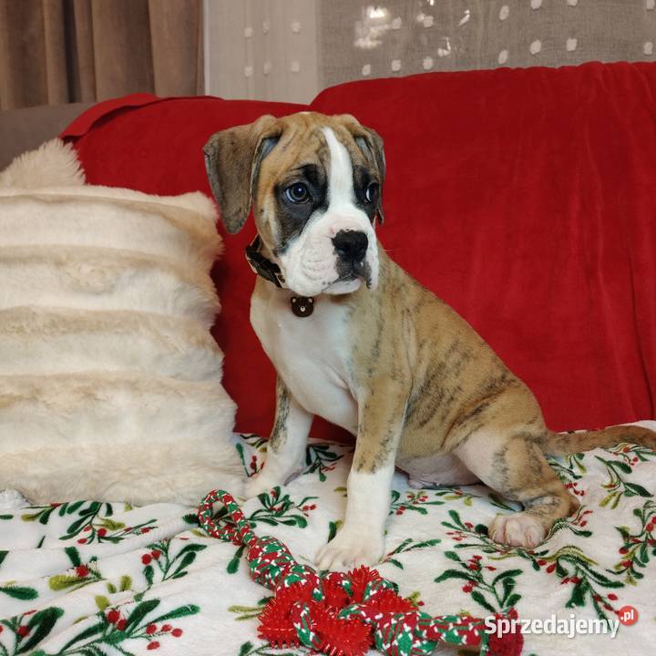 Bokser szczenięta przebadanych rodzicach sprzedam