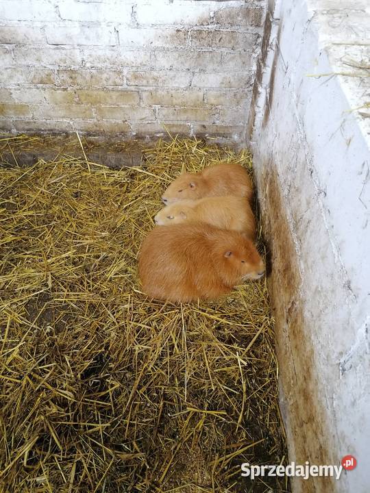 Sprzedam nutrie Gryzonie Dębe Wielkie