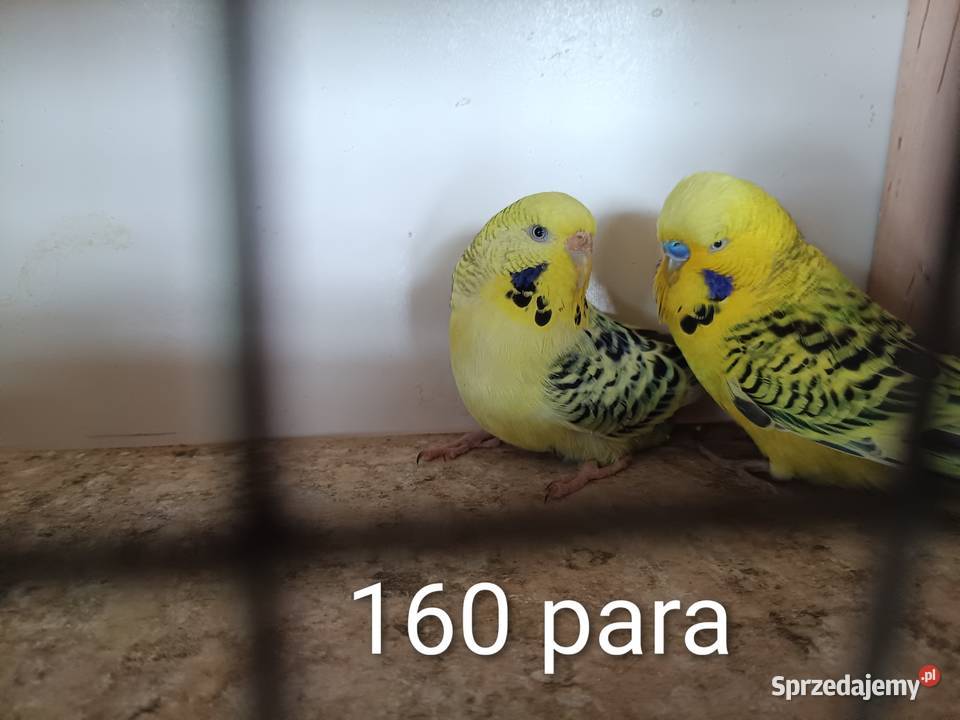 Papugi faliste teksasy tęczowe helikopter śląskie Lubliniec