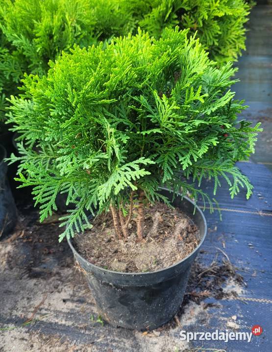 Tuja DANICA Rośliny Pogorzela