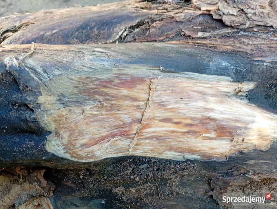 Korzeń drzazgi rozpałka Tyłowo