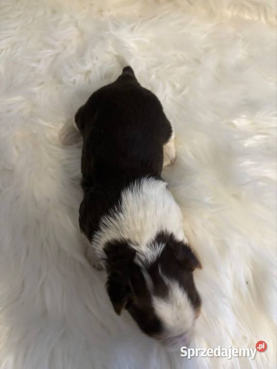 Do Rezerwacji Majlo Yorkshire Terier Brio York Konin