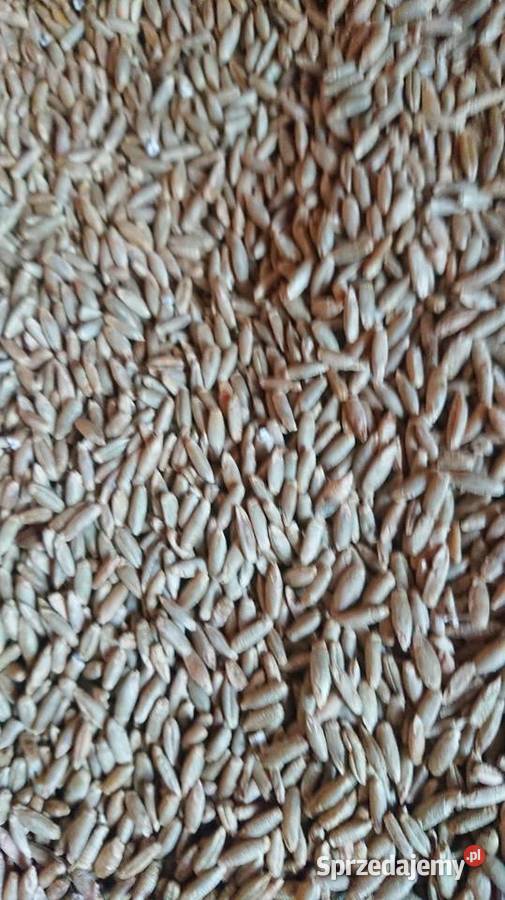 Żyto ozime świętokrzyskie Wiązownica-Kolonia