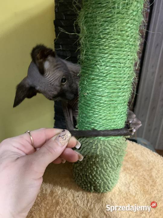 Sfinks Kanadyjski Do odbioru kocurek Rodowód Leszno