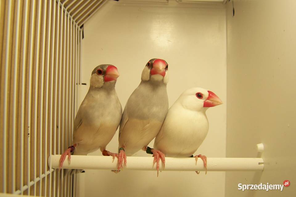 Sprzedam Ryżowce Świebodzice