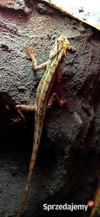 Calotes versicolor Kraków