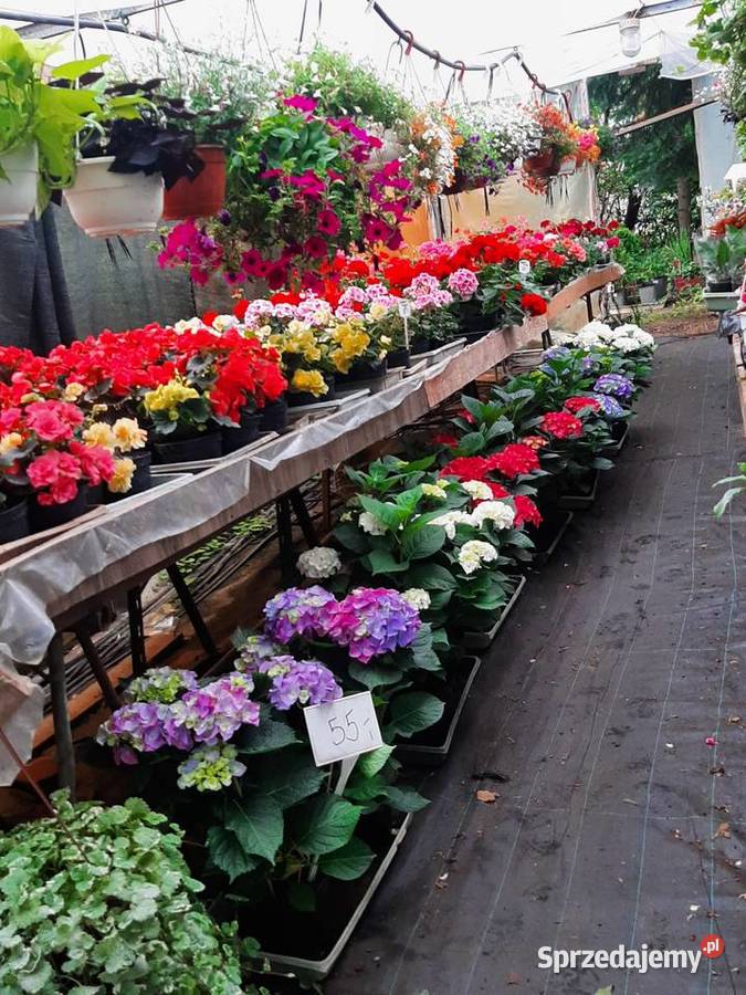 Rośliny ogrodowe i balkonowe Elbląg