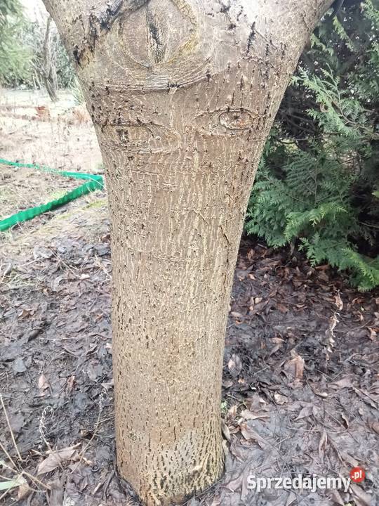 drewno orzecha włoskiego Drewno konstrukcyjne Nowy Tomyśl