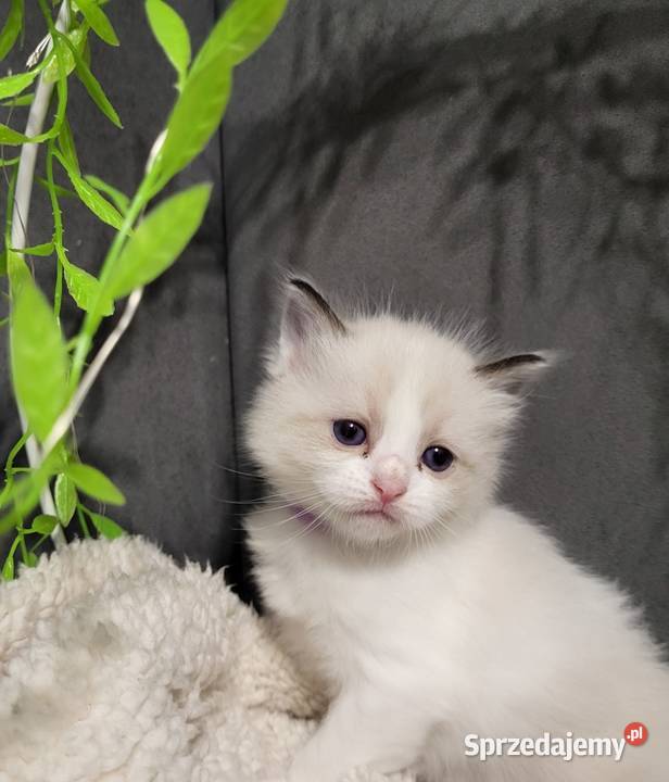 Ragdoll dwaj bracia bicolor