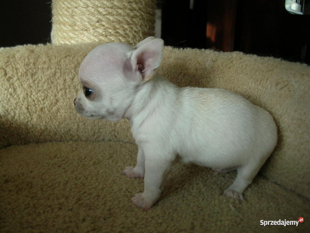 biały pies łat na imię ma o Brzeg