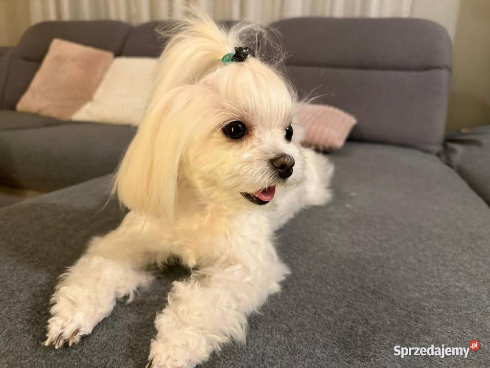 Maltipoo xxs pieski Lipsko