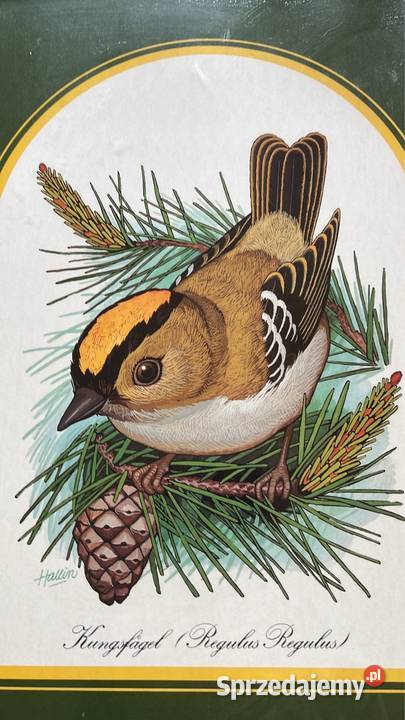 Obrazek z ptaszkiem do powieszenia W ramce pomorskie sprzedam