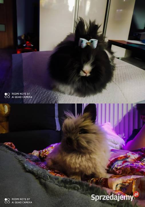 Karzełek teddy królik miniaturka