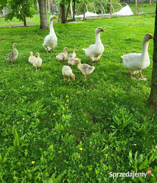 Gęsi Białe Karmione Owsem Wolny Wybieg Dorosłe i podkarpackie Rzeszów