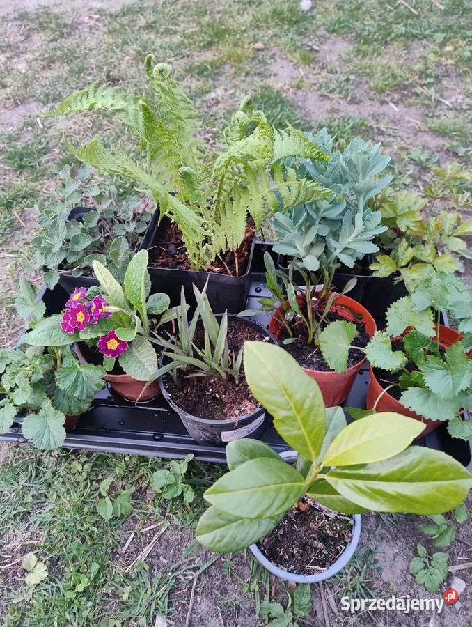 Zestaw roślin wieloletnich z własnego ogrodu Nisko