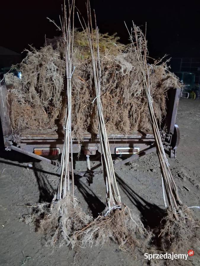 Sadzonka i podkladka morwa katalpy klon modrzew