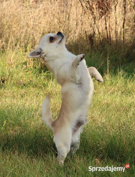 Chihuahua REPRODUKTORY szczenięta FCI Wwy