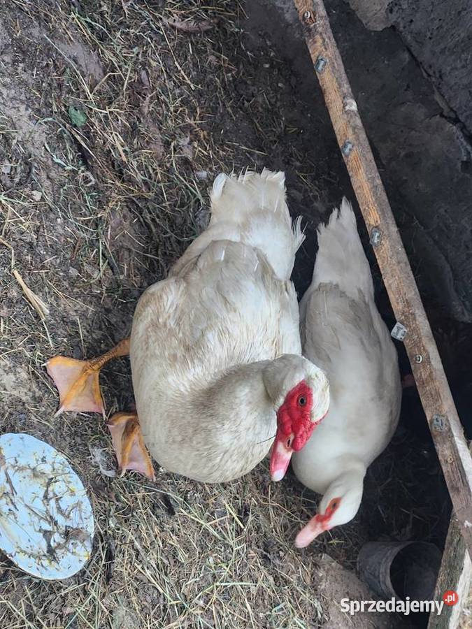 Sprzedam kaczki piżmowesamiecsamica Kielce