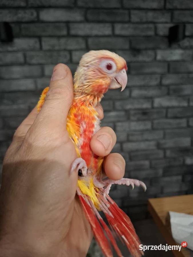 Ara ararauna rudosterka zielonolica Bytom