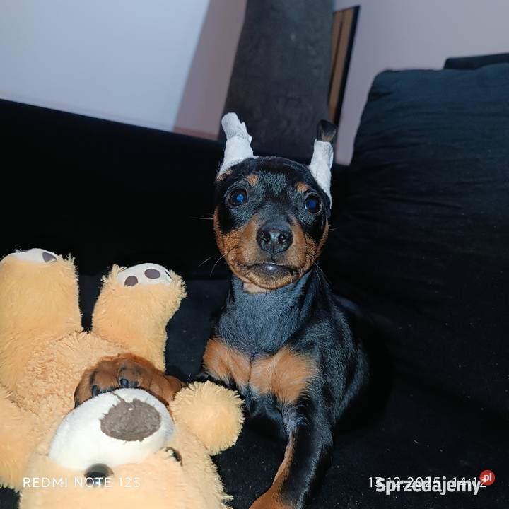 Pinczer Miniaturowy FCI suczka Gardeja sprzedam