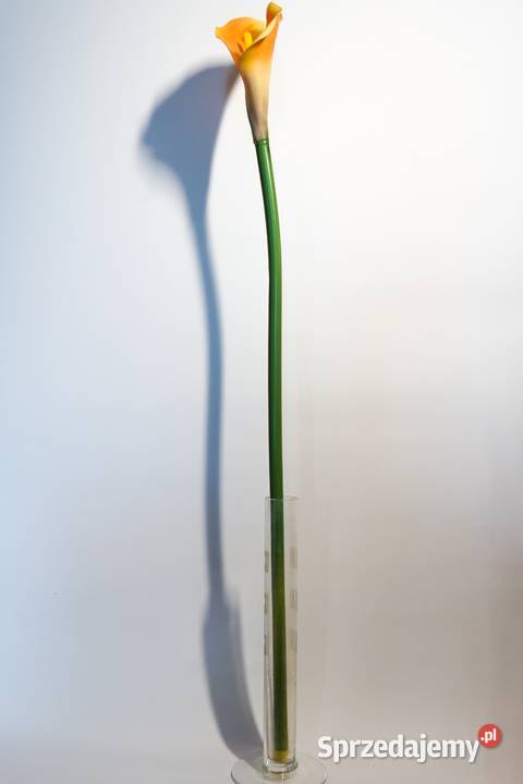 Kalia w kolorze żółto pomarańczowym Częstochowa sprzedam