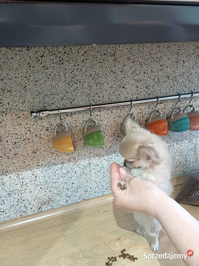 Chihuahua Beżowa Mini Mini Krótkowłosa Sunia Zgierz