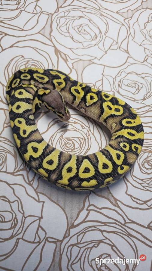Wąż pyton królewski python regius samica dolnośląskie Wrocław sprzedam