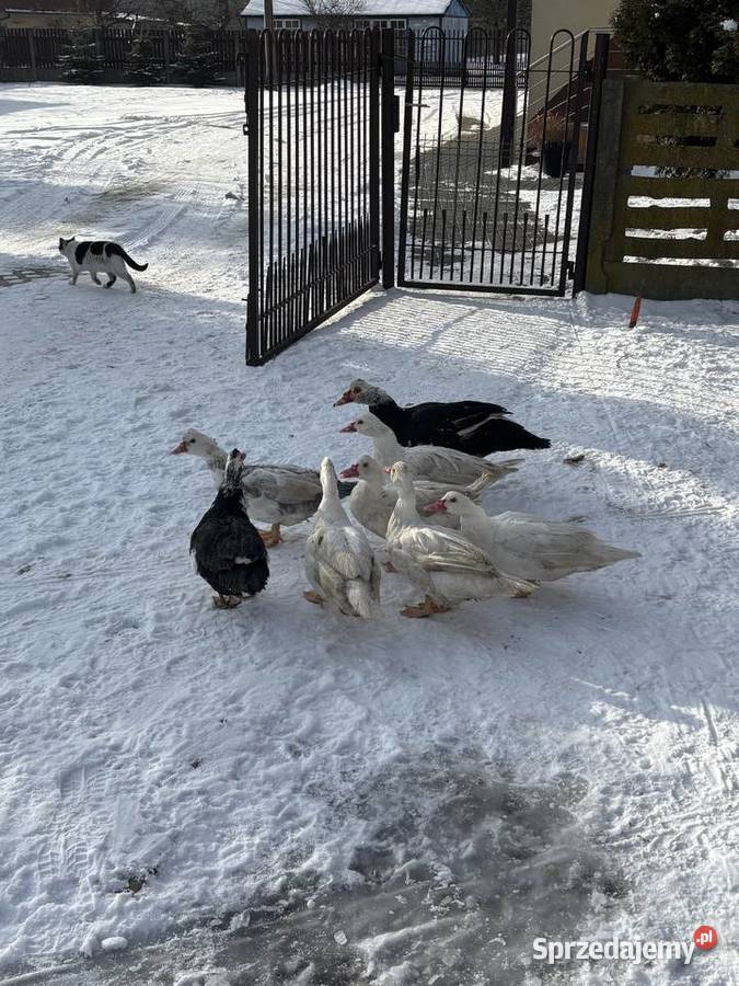 Sprzedam kaczki łódzkie Karolinów sprzedam
