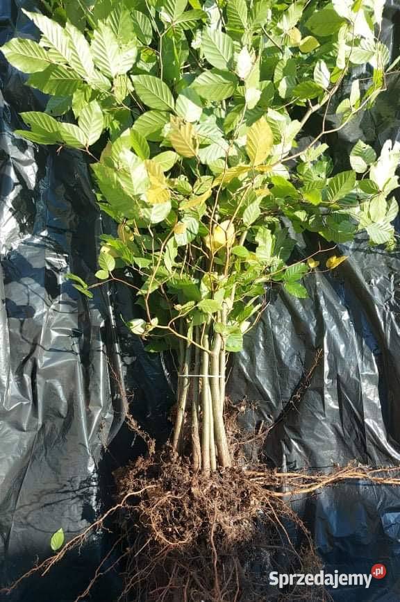 Buk Pospolity sadzonki 100150 280 Kielce