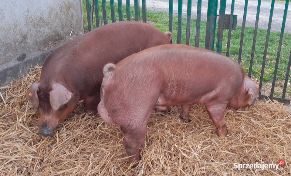 Knurki Duroc duńskiej genetyki sprzedam