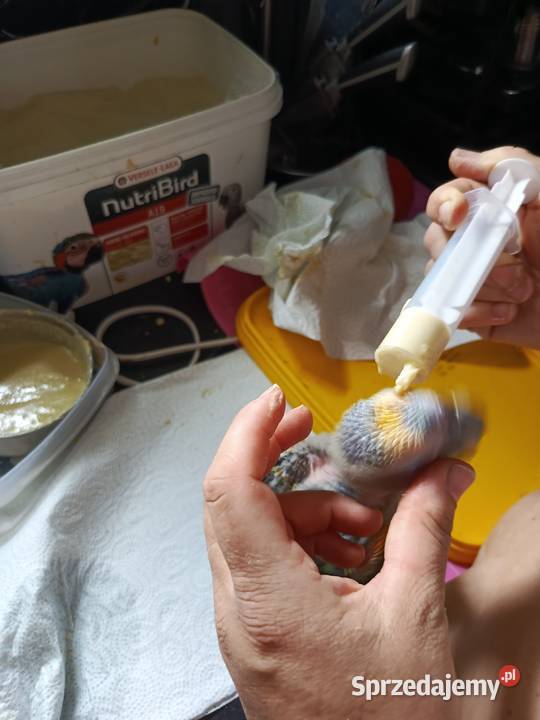 Ręcznie karmione Falenty Nowe sprzedam