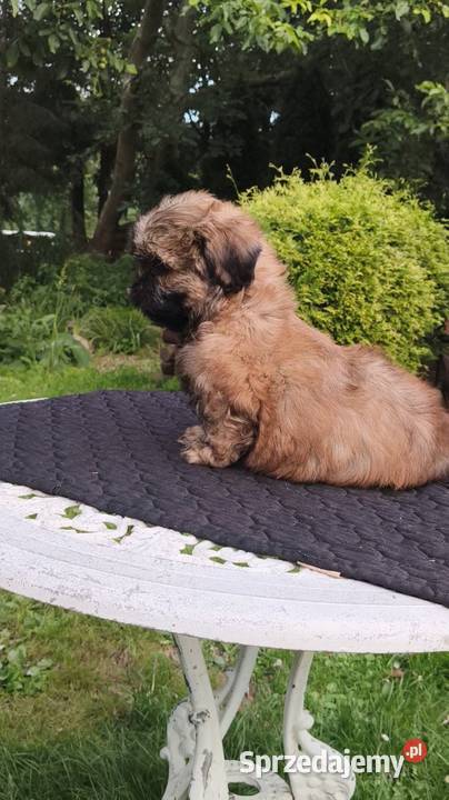 ShihTzu piesek Hugo