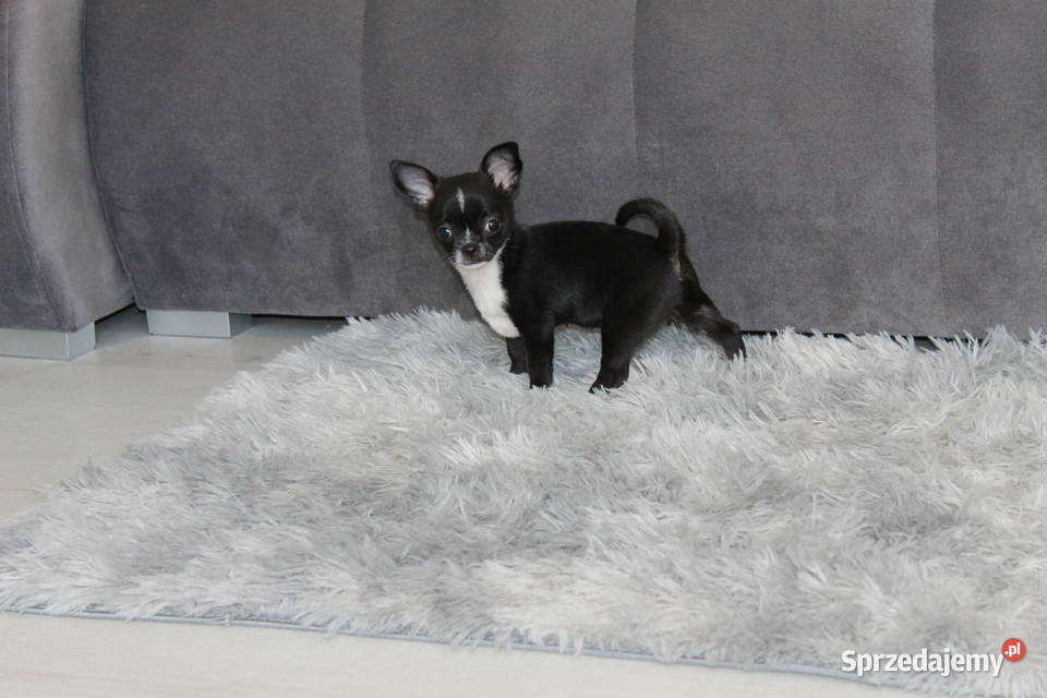 Chihuahua krótkowłosa sunia ZKwP FCI Świnoujście
