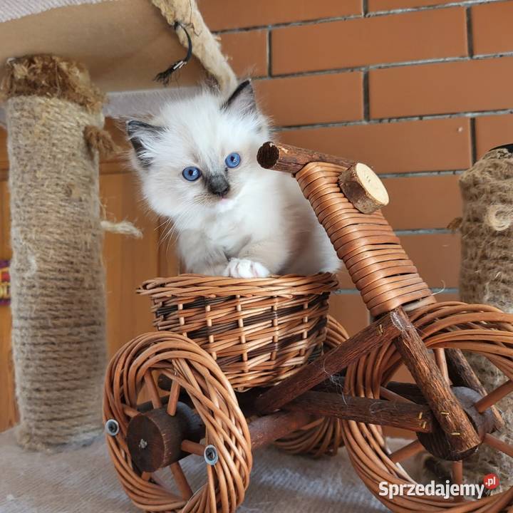 Ragdoll Ragdolle Ragdollowo Piorunówek