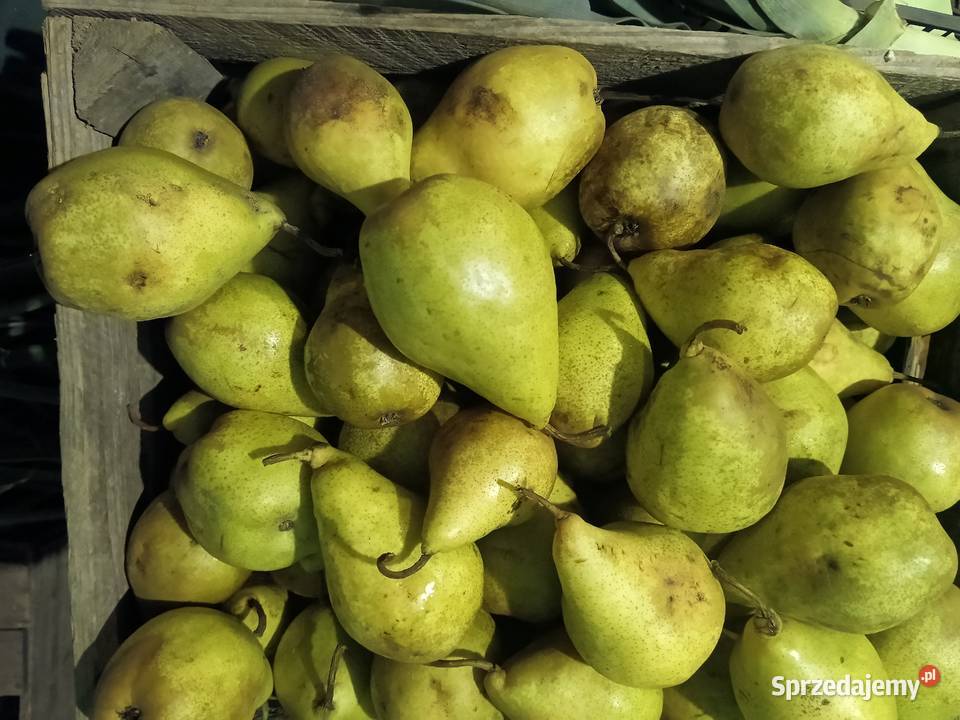 Sprzedam ekologiczne warzywa i owoce sprzedaż Kobylany