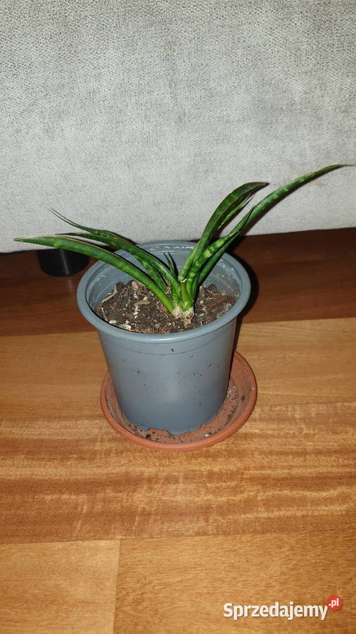 Sansewieria cylindryczna doniczka 2