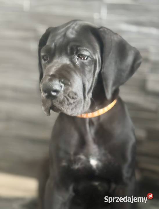 Dog niemiecki Zkwp fci Orneta