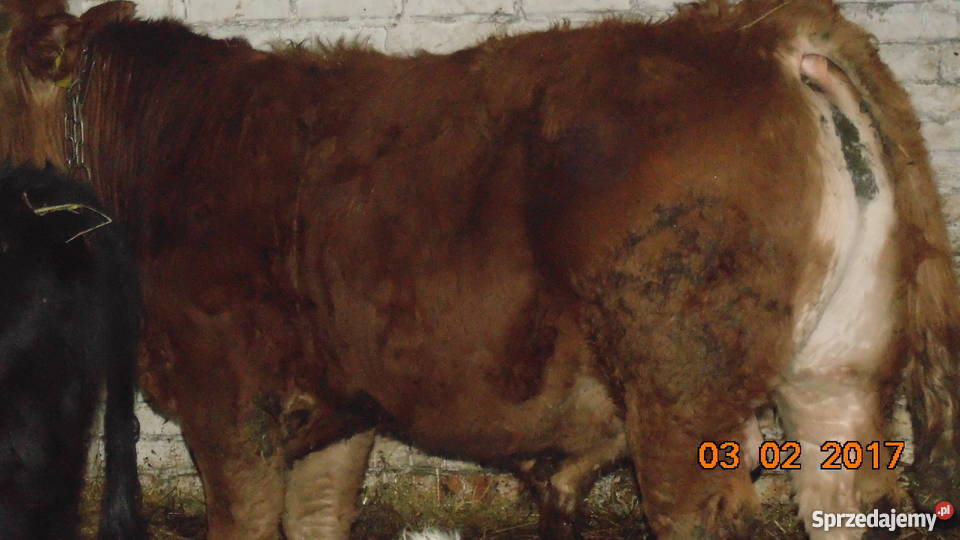 BYK LIMOUSINE 100 na zarodowego Pyrzyce