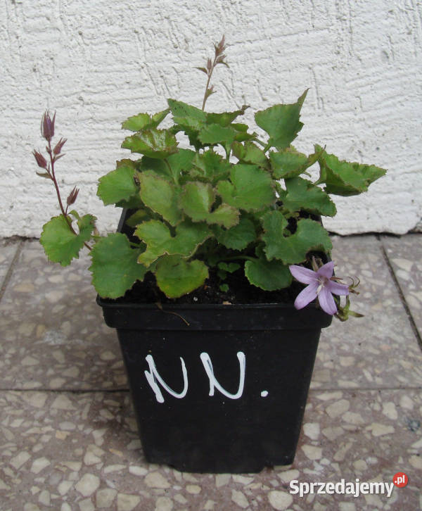 DZWONEK POSZARSKIEGO sadzonki w doniczkach Rośliny Ustronie