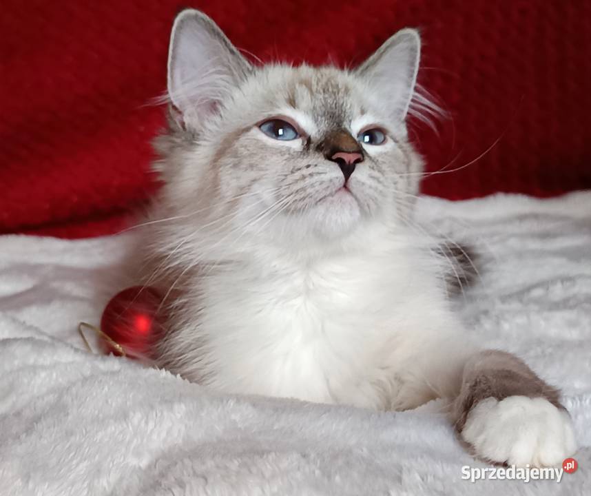 Koty Syberyjskie Neva Masquerade MALIBU Kwilcz sprzedam