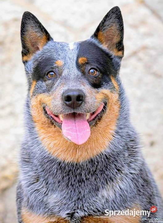 Australian Cattle Dog Warszawa